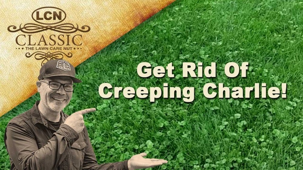 How to Get Rid of Ground Ivy in Lawn