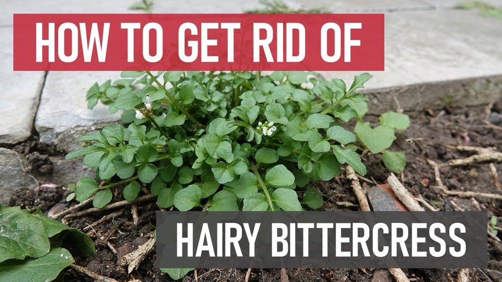 How to Get Rid of Hairy Bittercress Lawn