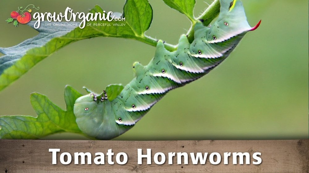 How to Get Rid of Hornworm on Tomatoes