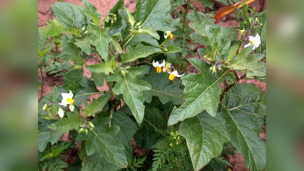 How to Get Rid of Horse Nettle Weed