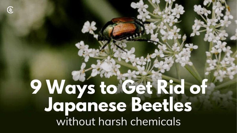 How to Get Rid of Japanese Beetles Garden