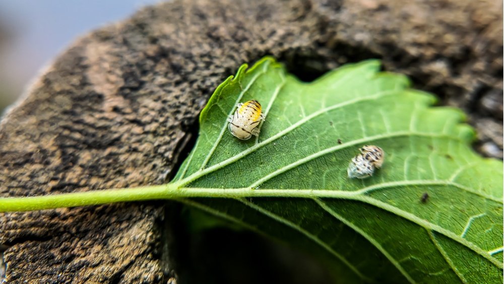 How to Get Rid of Kudzu Vine Tips