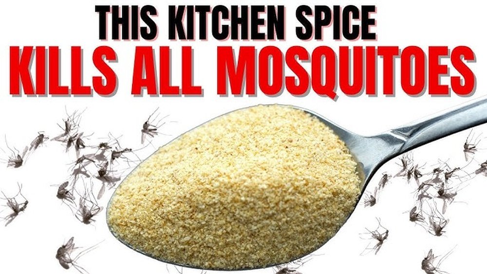 How to Get Rid of Mosquitoes in Yard Fast