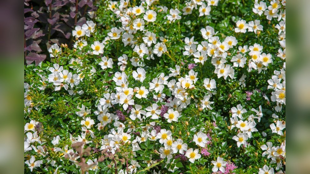 How to Get Rid of Multiflora Rose Tips