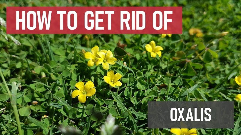 How to Get Rid of Oxalis Sorrel in Lawn