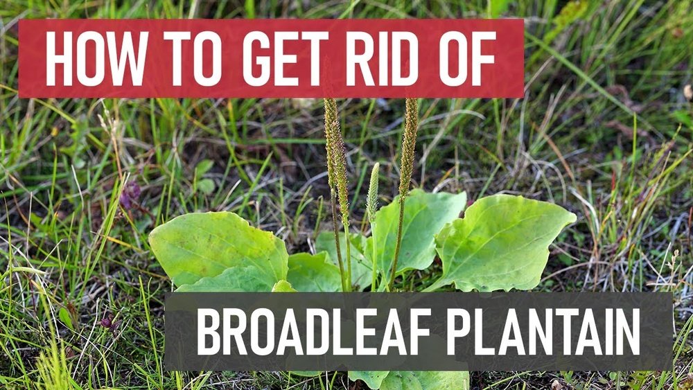 How to Get Rid of Plantain Weed Lawn