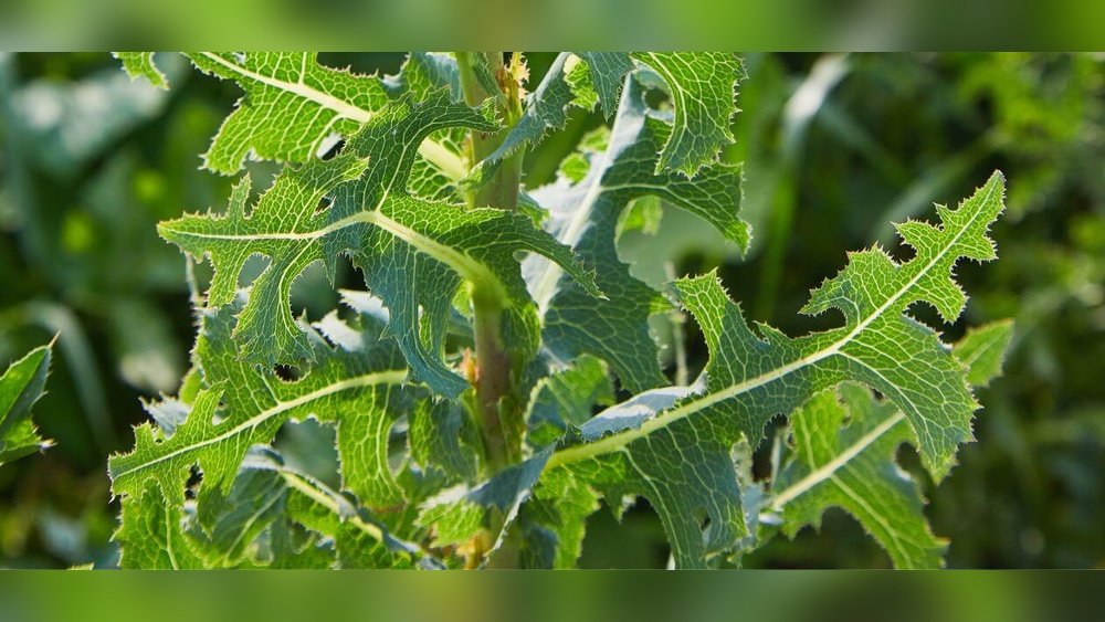 How to Get Rid of Prickly Lettuce Weed
