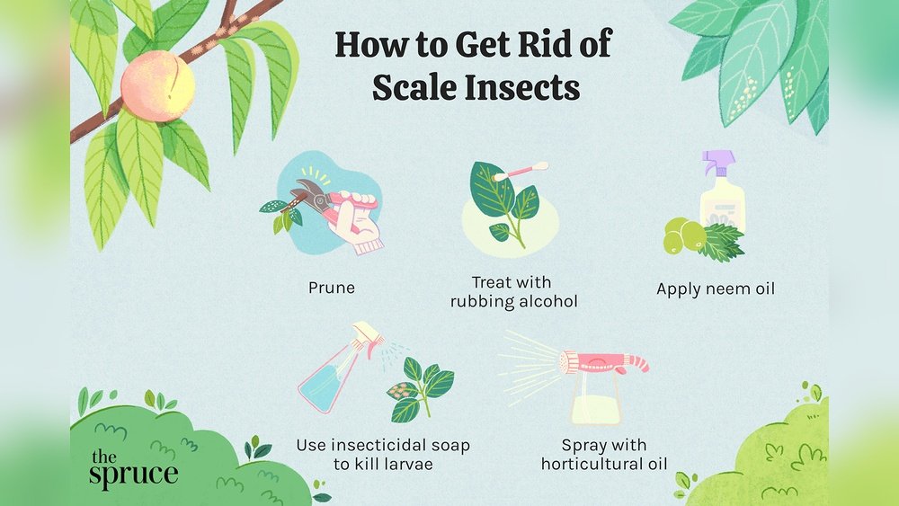 How to Get Rid of Scale Insects on Plants