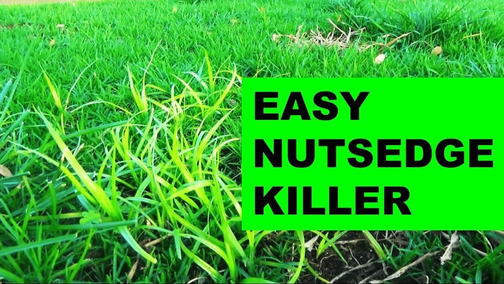 How to Get Rid of Sedge Grass in Lawn