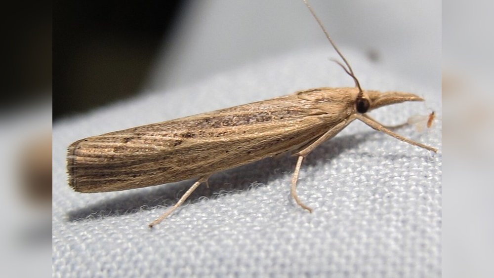 How to Get Rid of Sod Webworms in Lawn