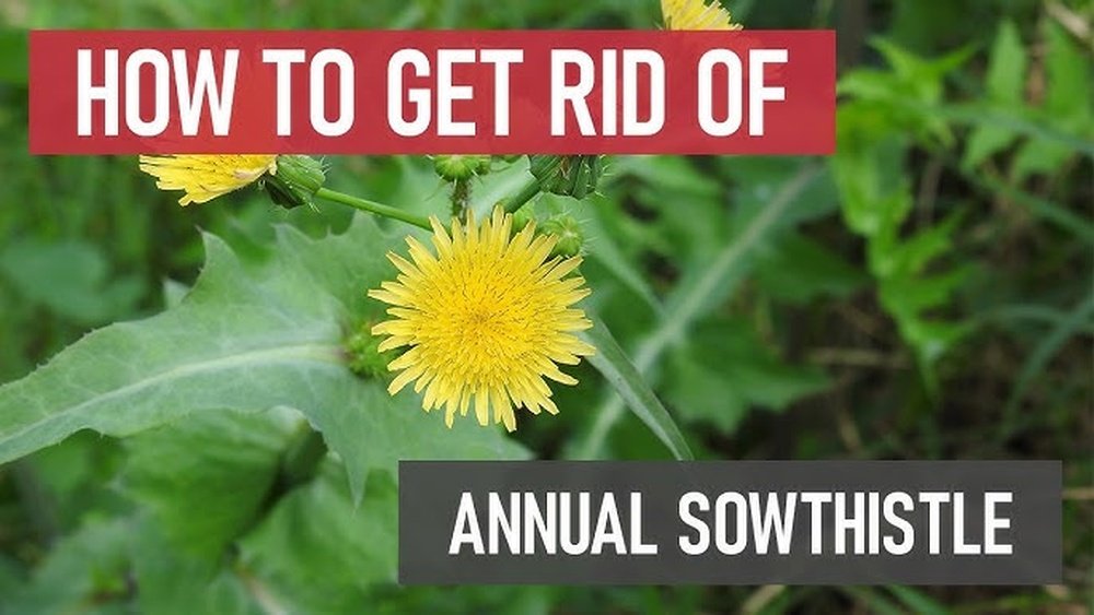 How to Get Rid of Sow Thistle Weed Tips