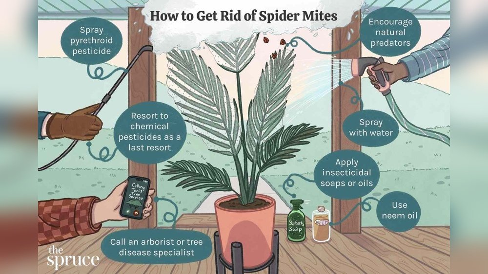 How to Get Rid of Spider Mites on Plants