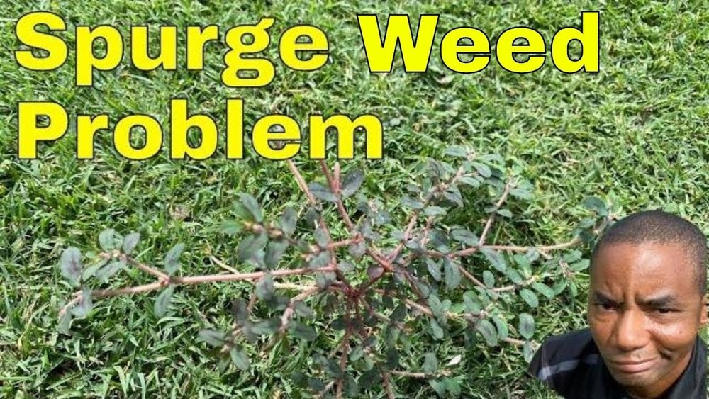 How to Get Rid of Spurge Weed in Yard