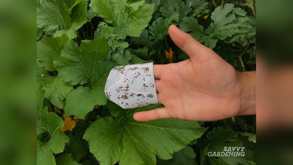 How to Get Rid of Squash Bugs in Garden