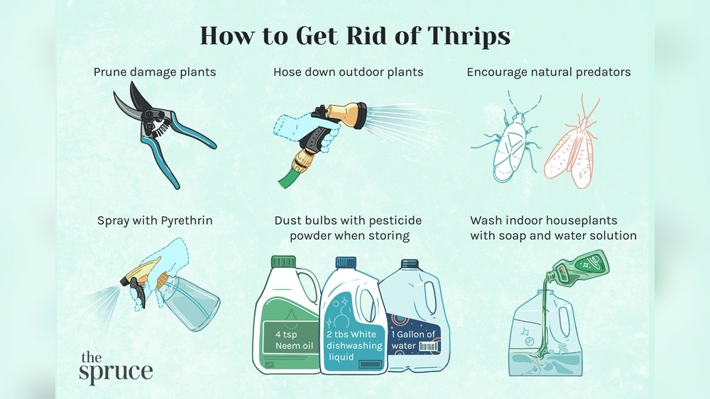 How to Get Rid of Thrips on Plants