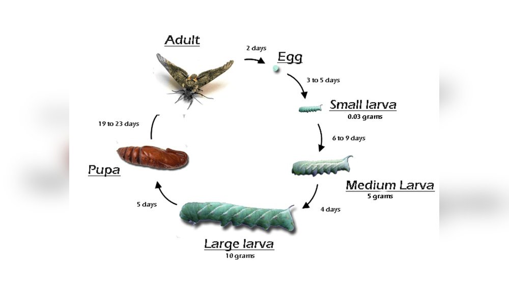 How to Get Rid of Tomato Hornworm Eggs