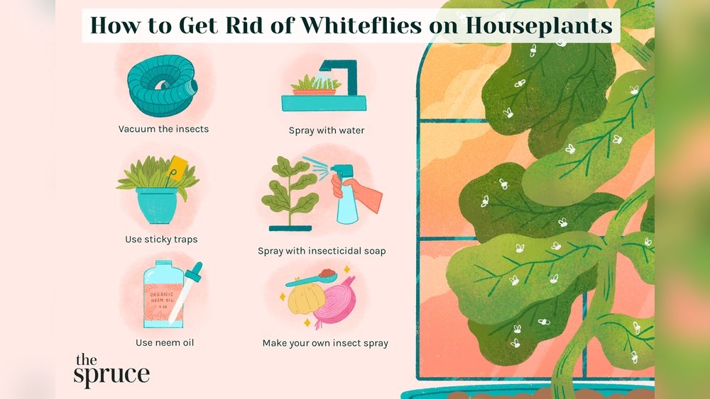 How to Get Rid of Whiteflies on Plants