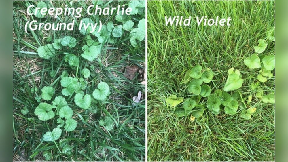 How to Get Rid of Wild Violet in Lawn