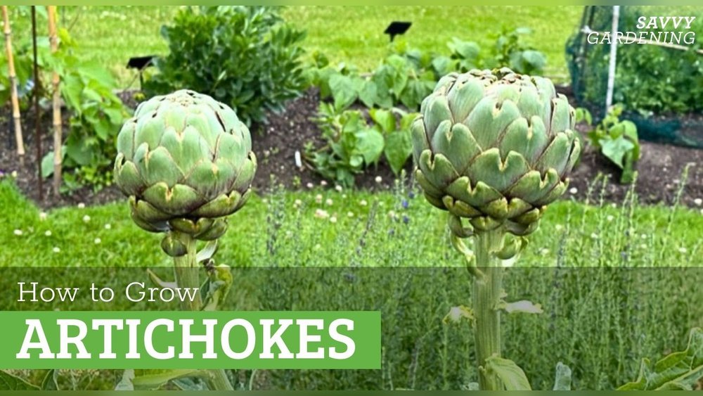 How to Grow Artichokes from Seed Tips