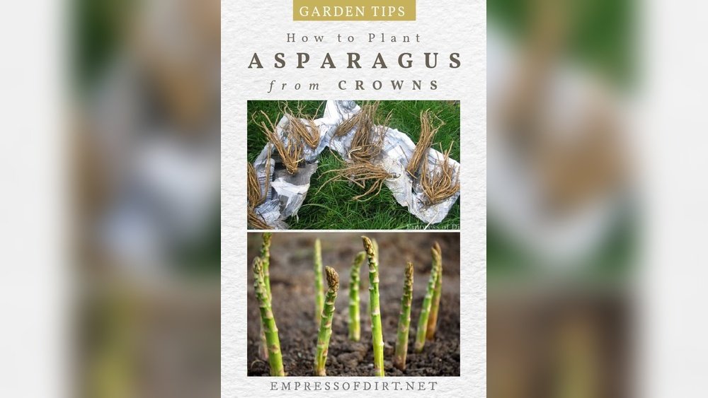 How to Grow Asparagus from Crowns Tips