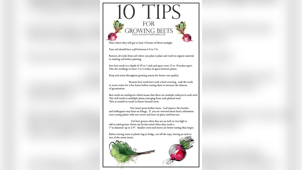 How to Grow Beets from Seed Guide Tips