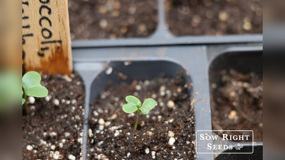 How to Grow Broccoli from Seed Tips