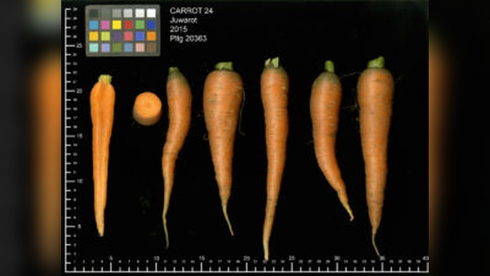 How to Grow Carrots from Seed Guide Tips