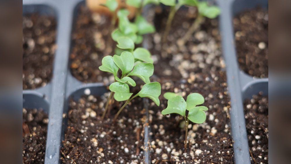 How to Grow Cauliflower from Seed Tips