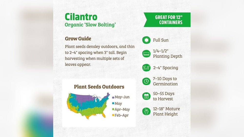How to Grow Cilantro from Seed Tips