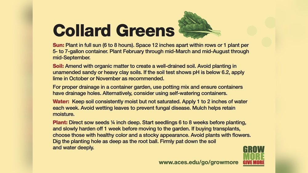How to Grow Collard Greens from Seed