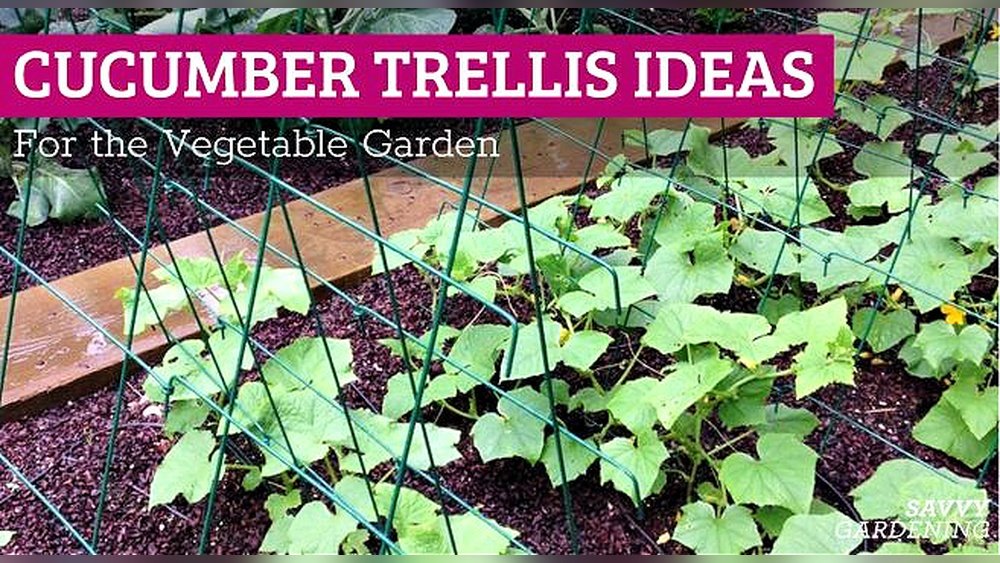 How to Grow Cucumbers in Raised Bed Tips