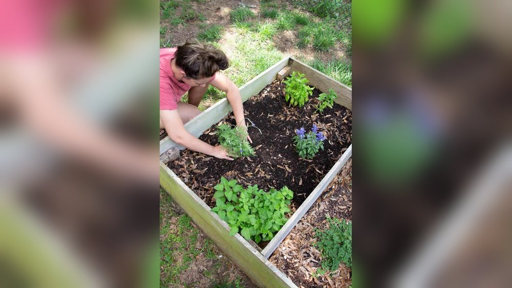 How to Grow Herbs in Raised Bed Guide