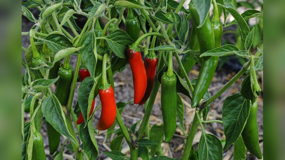 How to Grow Jalapeno Peppers Tips