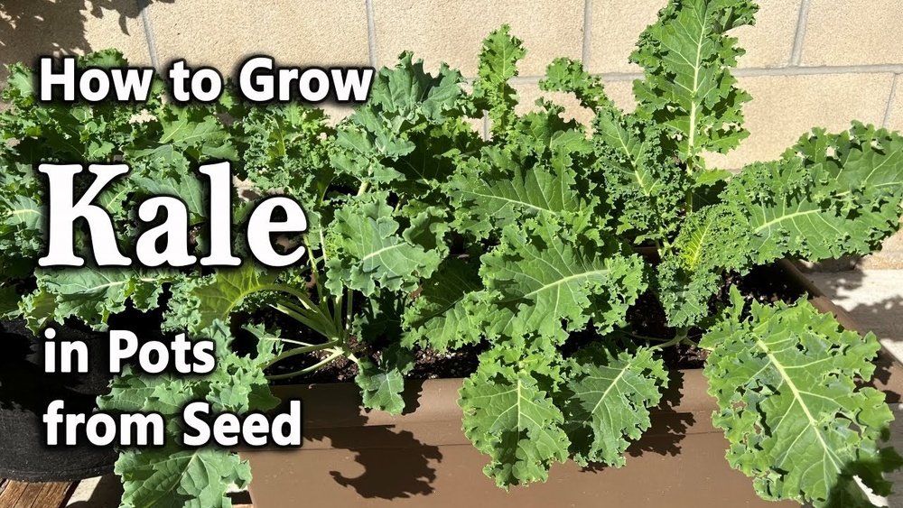 How to Grow Kale in Containers Guide