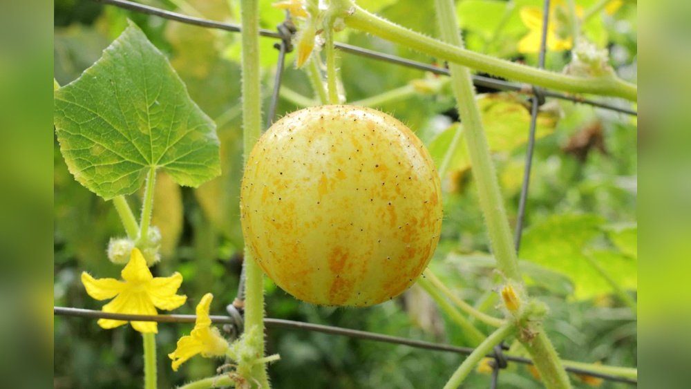 How to Grow Lemon Cucumbers Guide Tips
