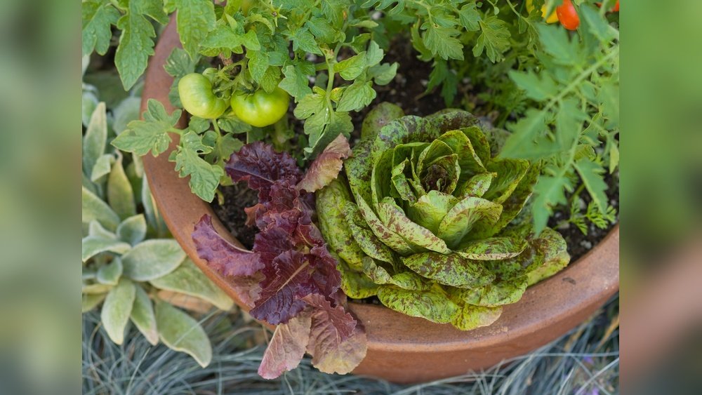 How to Grow Lettuce in Containers Tips