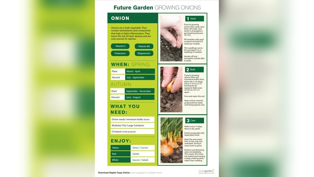 How to Grow Onions from Seed Guide Tips