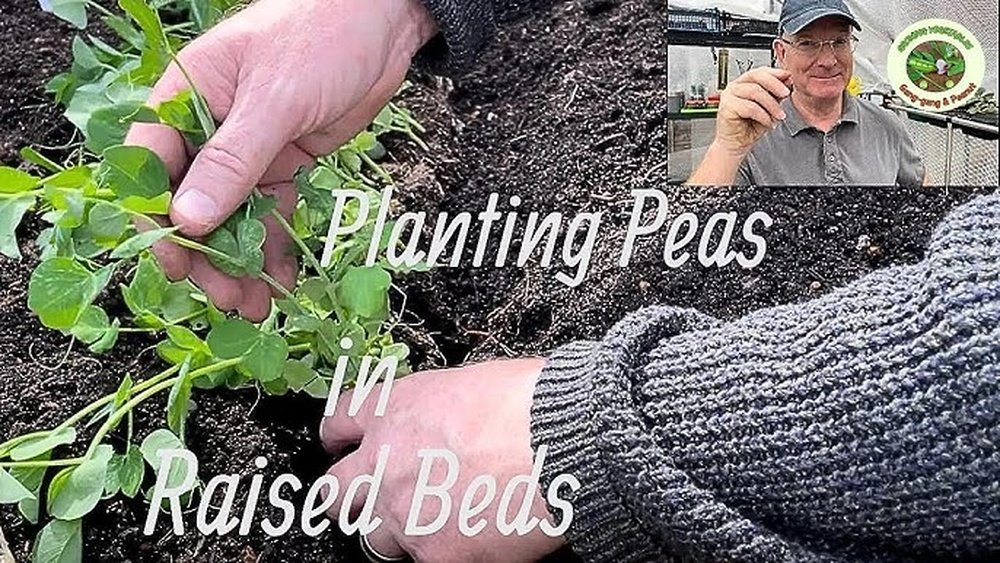 How to Grow Peas in Raised Bed Guide
