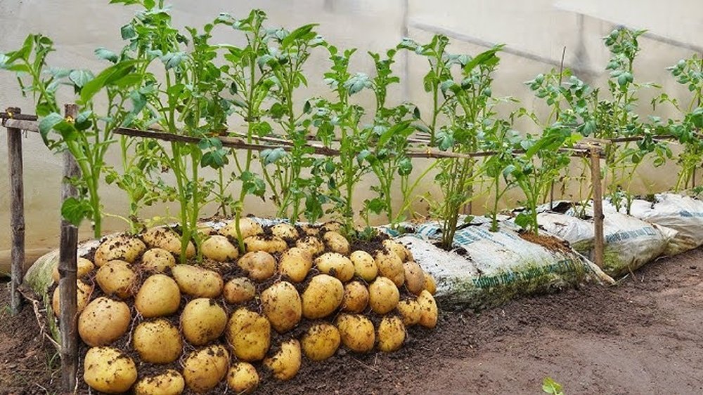 How to Grow Potatoes in Bags at Home