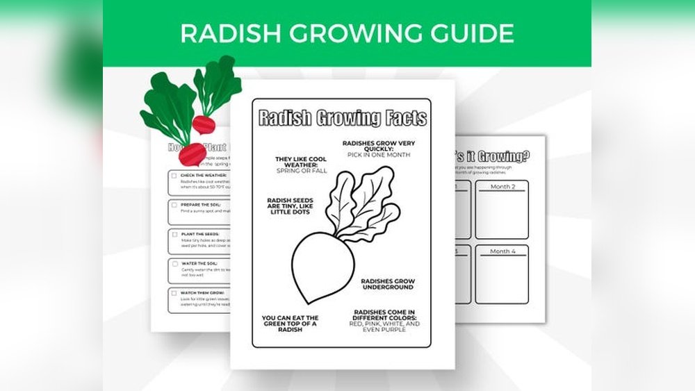 How to Grow Radishes from Seed Guide