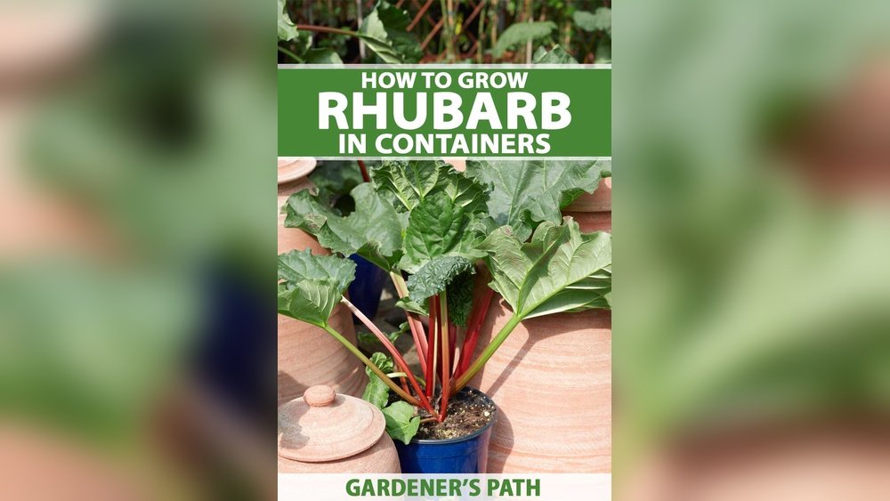 How to Grow Rhubarb from Root Tips