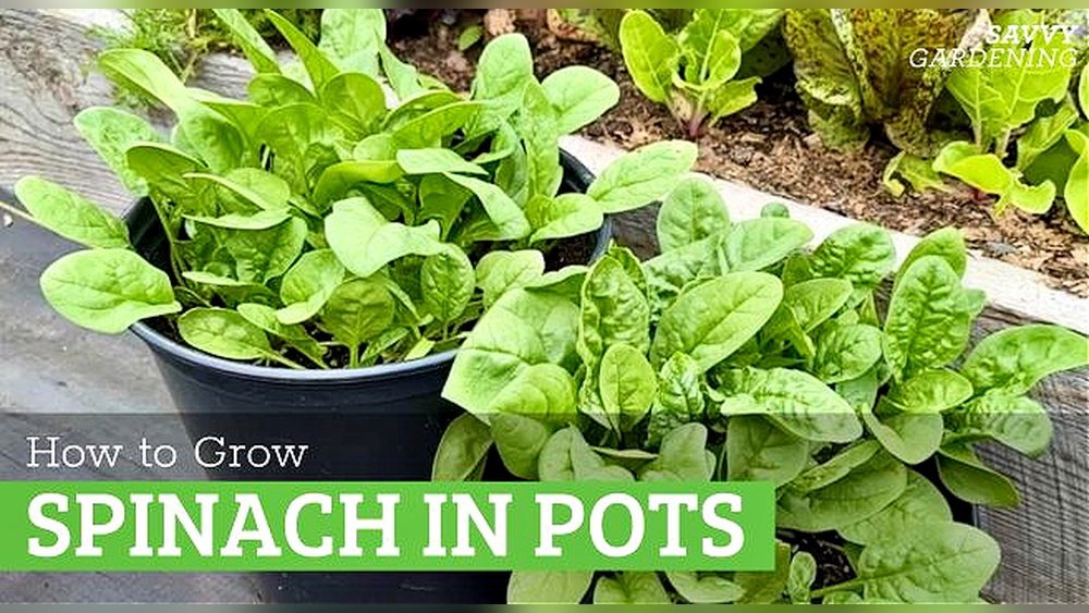 How to Grow Spinach from Seed Guide