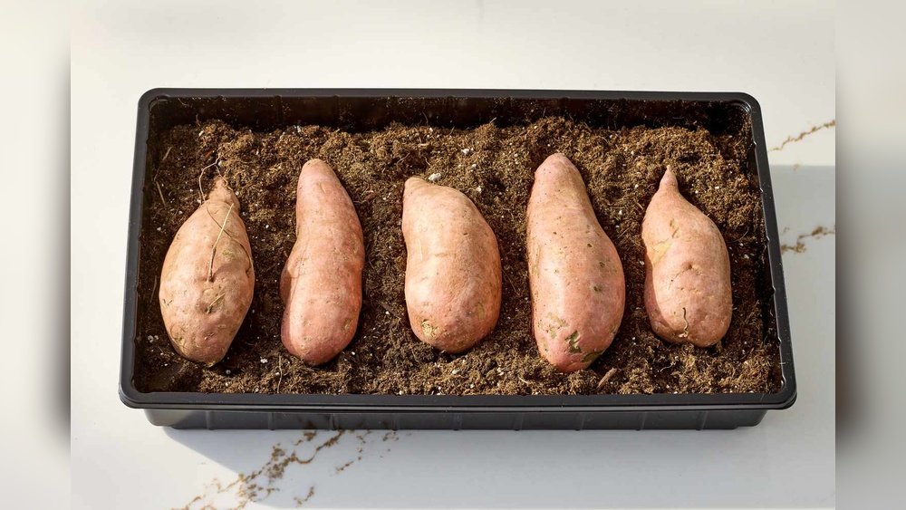 How to Grow Sweet Potato Slips at Home