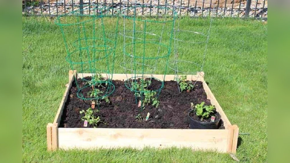 How to Grow Tomatoes in a Raised Bed Tips