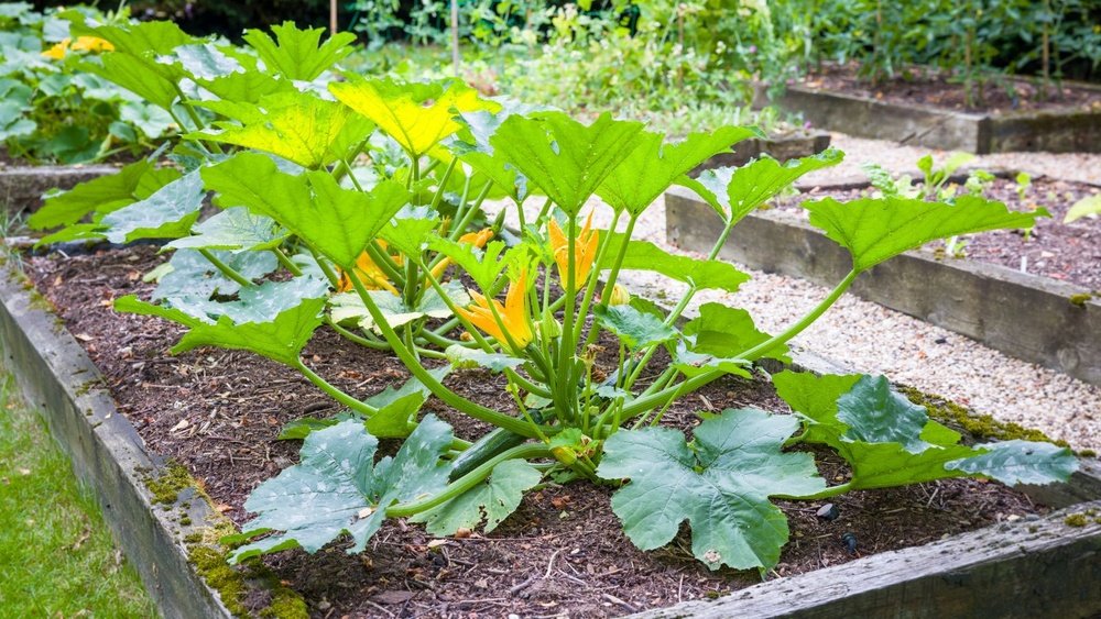 How to Grow Zucchini in a Small Garden