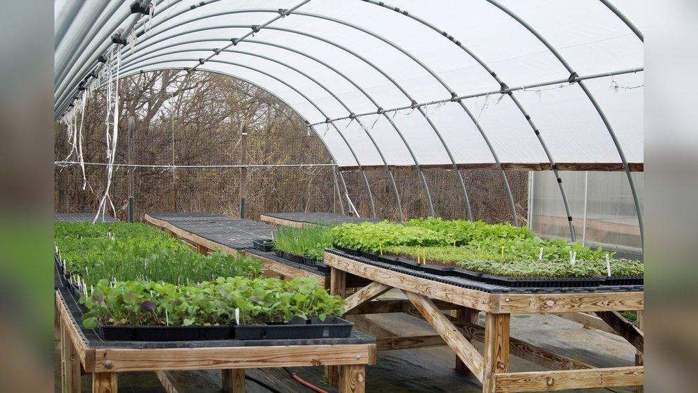How to Harden off Seedlings Correctly