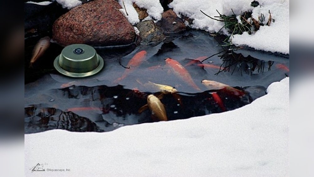 How to Keep Pond Fish Alive in Winter