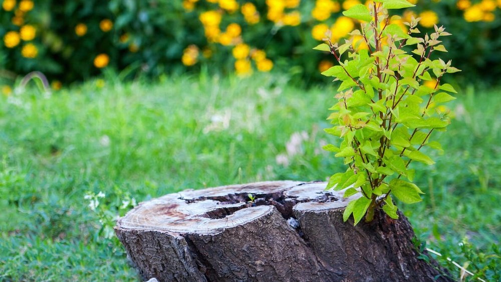 How to Kill a Tree Stump Quickly Guide