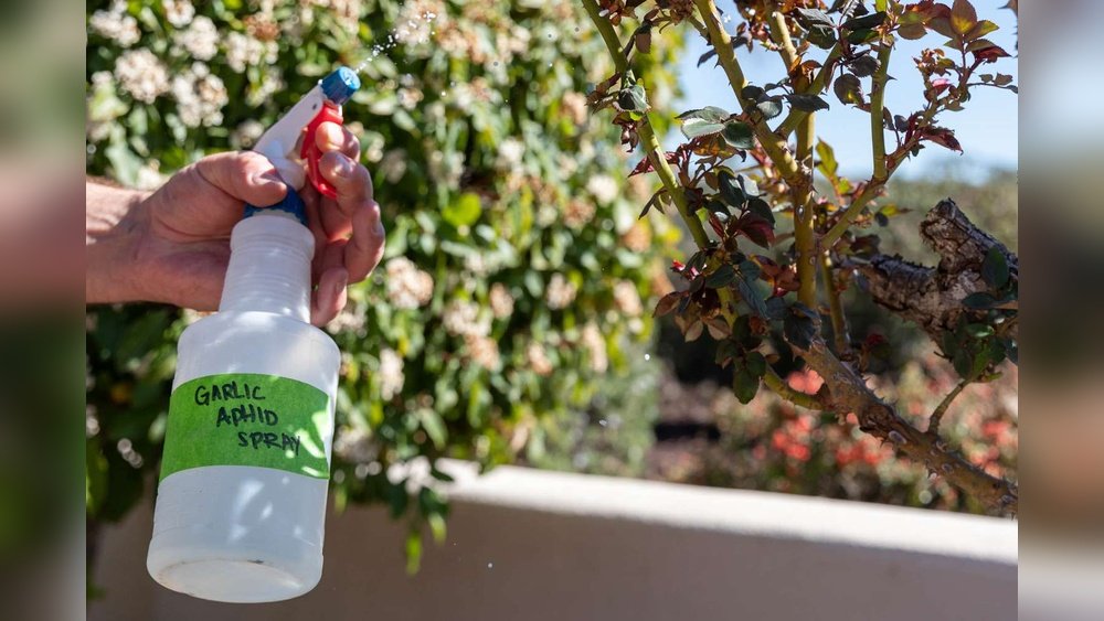 How to Make Garlic Spray for Garden Pest