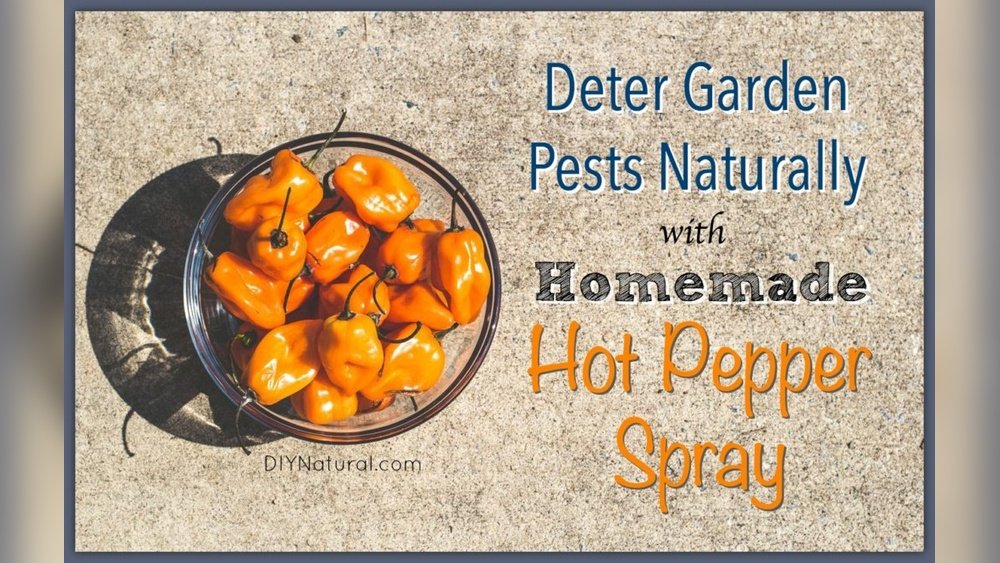 How to Make Pepper Spray for Plant Pests